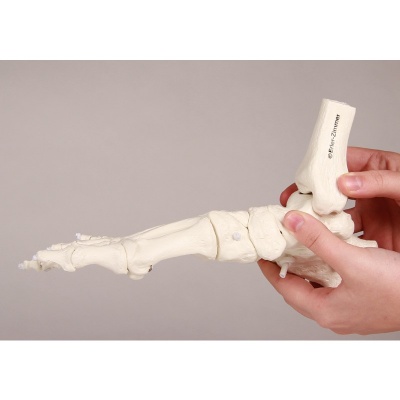 Flexible Model Foot Skeleton with Lower Leg Insertion